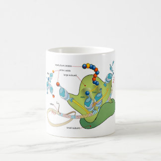 Ribosome mRNA tRNA molecules proteins Diagram  Kaffeetasse