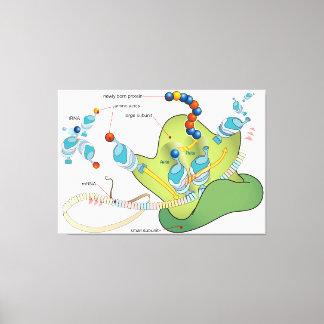 Ribosome mRNA tRNA molecules proteins Diagram  Leinwanddruck
