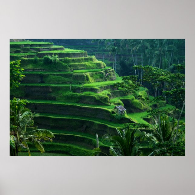 Rice Fields Bali Indonesia Poster (Vorne)