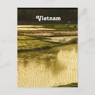 Rice Paddy Postkarte