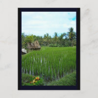 Rice Paddy, Ubud Bali, Indonesien