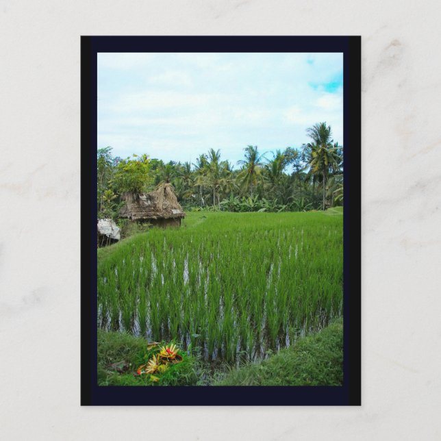 Rice Paddy, Ubud Bali, Indonesien Postkarte (Vorderseite)