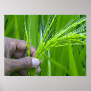 Ricefield Nahaufnahme Plakat
