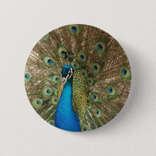 Rich Color Foto of Peacock Button
