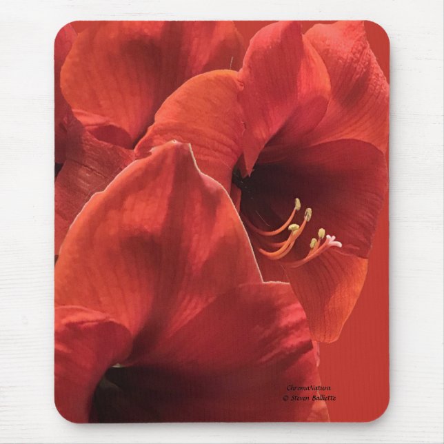 Rich Earthy Ruby Red Amaryllis Composite Photo Mousepad (Vorne)