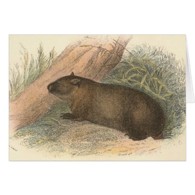 Richard Lydekker - tasmanisches Wombat (Vorderseite (Horizontal))