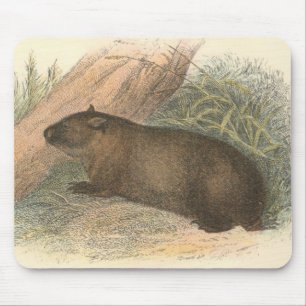 Richard Lydekker - tasmanisches Wombat Mousepad