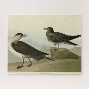 Richardsons Jager von Audubons Vögeln in Amerika