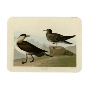 Richardsons Jager von Audubons Vögeln in Amerika Magnet