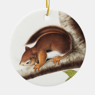 Richardsons kolumbianische EichhörnchenIllustratio Keramik Ornament