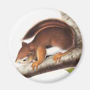 Richardsons kolumbianische EichhörnchenIllustratio Magnet