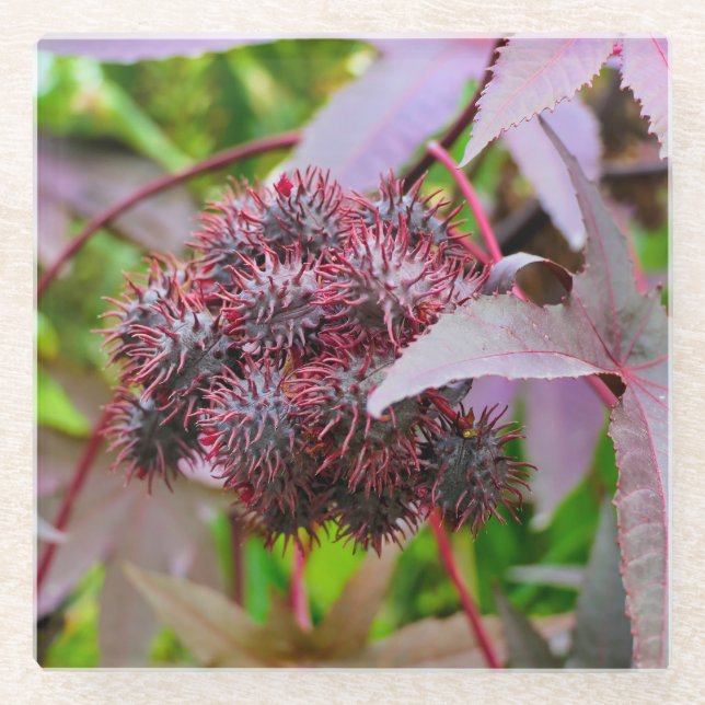 Ricinus communis glasuntersetzer (Vorderseite)