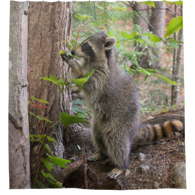 Rideau en douche de raton laveur (Devant)
