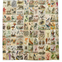 96 Histoire naturelle Posters de animaux botanique