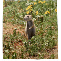 Adorable Prairie Dog
