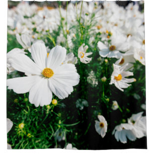 Rideaux De Douche Belle fleurs de cosmos blanc fleurissant dans la g