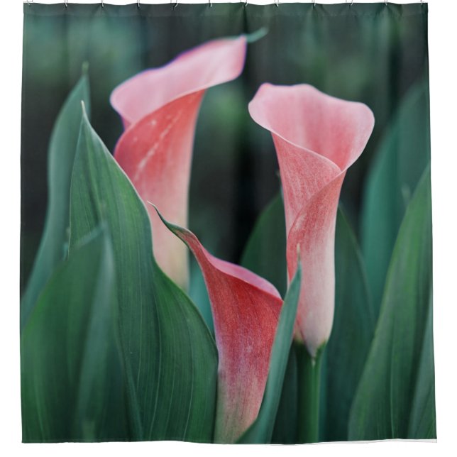 Rideaux De Douche Calla Lilies Fleurs Roses (Devant)