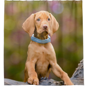 Rideaux De Douche Chiot puppyeyed mignon de chien de Vizsla de