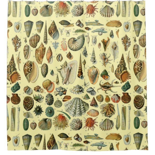 Rideaux De Douche Coquillages de coquillages Mollusk Clam Élégant Ar (Devant)