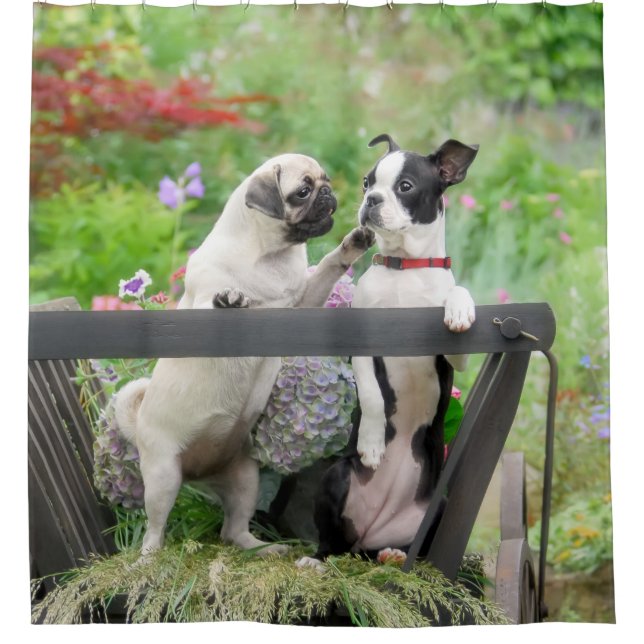 Rideaux De Douche Deux chiens par chiot carlin et Boston Terrier dan (Devant)