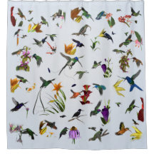 Douche de colibri (bleue)