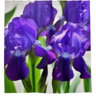 Rideaux De Douche Fleur d'Iris pourpre
