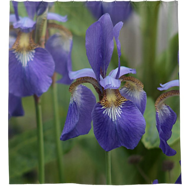 Rideaux De Douche Fleurs pourpres d'iris (Devant)