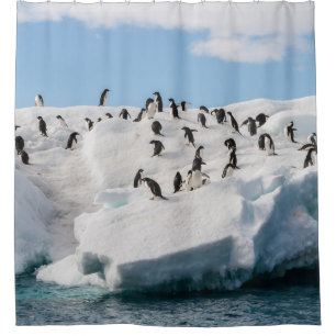 Rideaux De Douche Gentoo Penguin Antarctica Iceberg Playtime