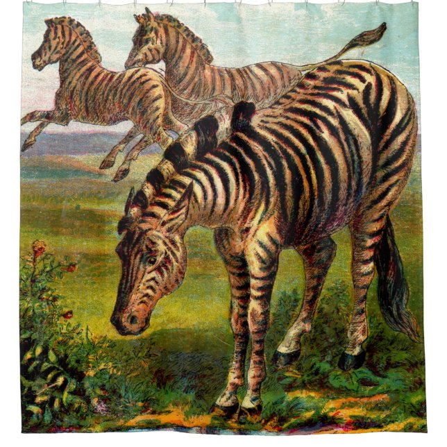 Rideaux De Douche gravure zèbre vers 1900 (Devant)