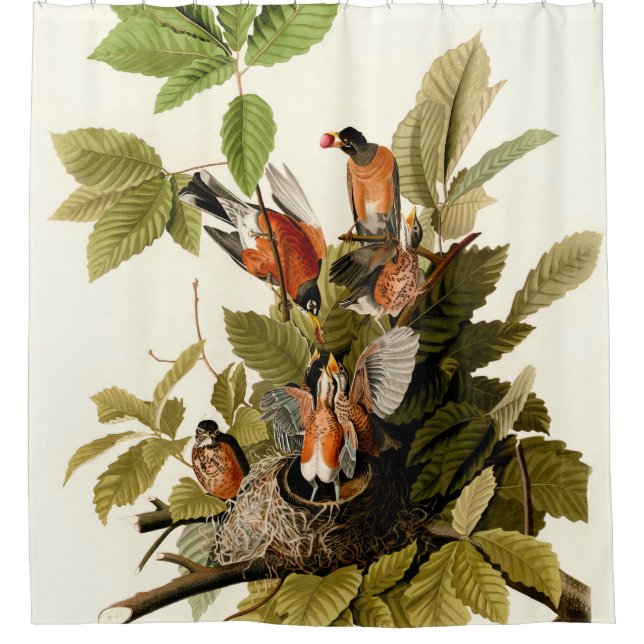 Rideaux De Douche Illustration Audubon American Robin Wildlife Bird (Devant)