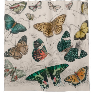 Rideaux De Douche Illustration de papillon antique : 1820 Orfèvre