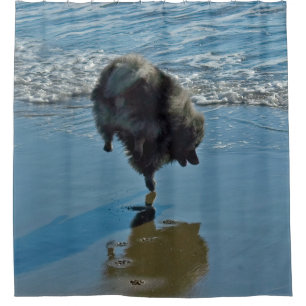Rideaux De Douche Keeshond Ballet Photographie - Joli chien d'origin