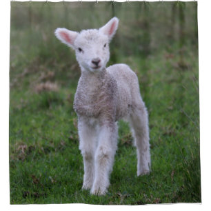 Rideaux De Douche Lamb Baby Sheep Farm Animal