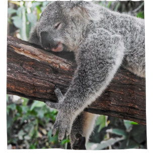 RIDEAUX DE DOUCHE L'OURS DE KOALA DORT SUR L'ARBRE