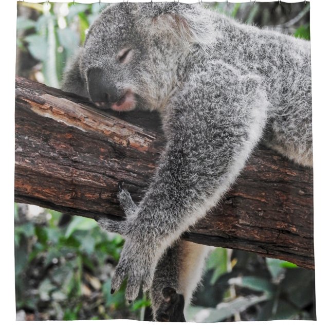 RIDEAUX DE DOUCHE L'OURS DE KOALA DORT SUR L'ARBRE (Devant)