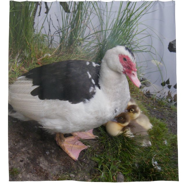 Rideaux De Douche Maman et canetons de canard de Muscovy (Devant)