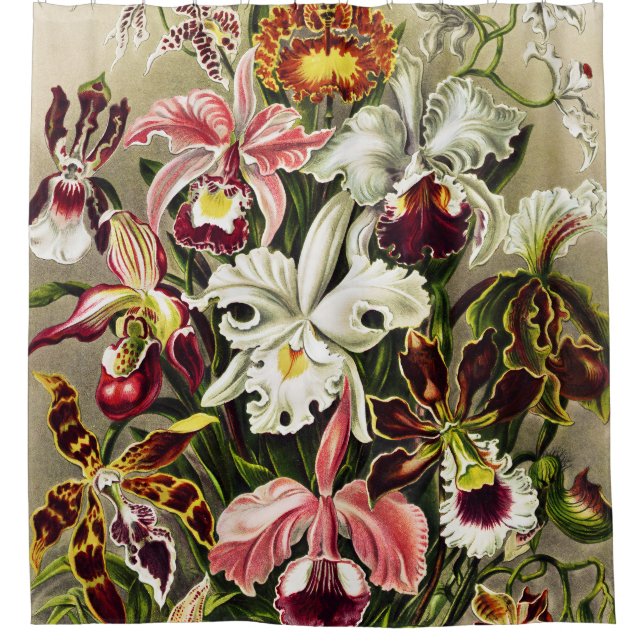 Rideaux De Douche Orchidées, Orchidée Denusblumen Ernst Haeckel (Devant)