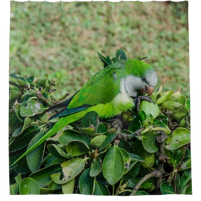Rideaux De Douche Perroquet vert (Devant)