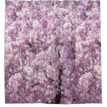 Printemps de fleurs de cerisiers