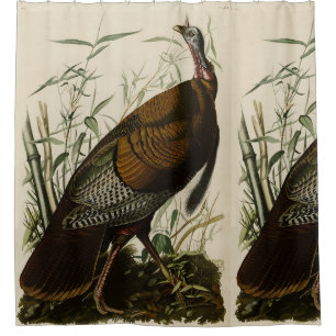 Rideaux De Douche Turquie sauvage (mâle) des oiseaux d'Amérique d'Au