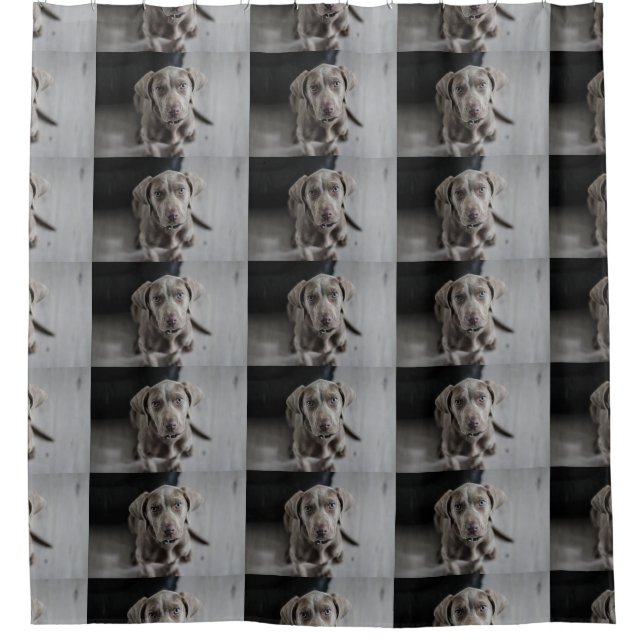 Rideaux De Douche weimaraner-chiot (Devant)