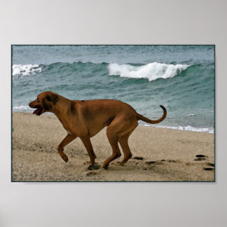 Ridgeback am Meer Poster