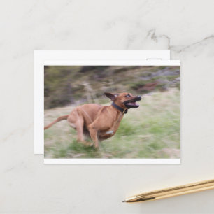 ridgeback mit 2 postkarte
