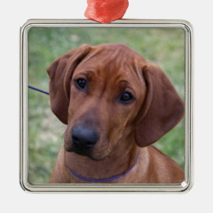 Ridgeback Welpe Silbernes Ornament