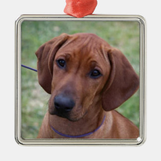 Ridgeback Welpe Silbernes Ornament