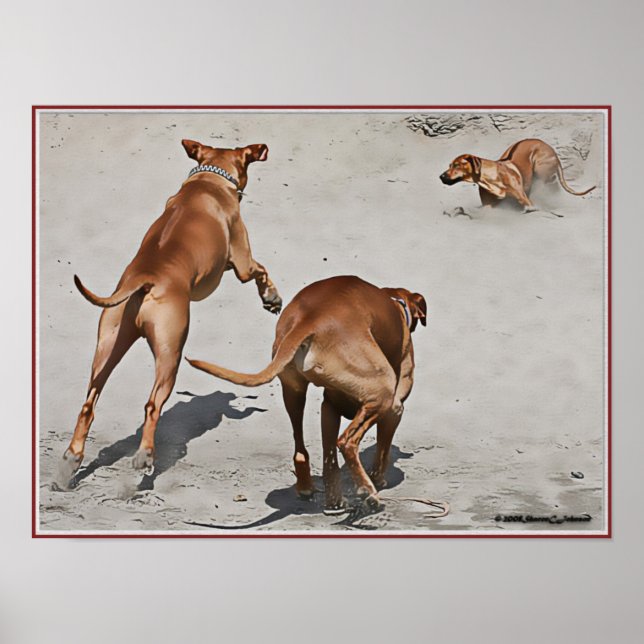 Ridgebacks' Fun at Beach - Maßgeschneiderte Poster (Vorne)