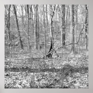 Ridley Nebenfluss-Staats-Park Poster