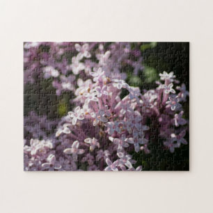 Riechen Sie Lilac