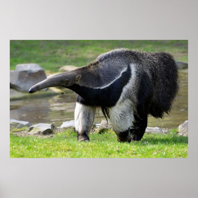 Riese Anteater auf Gras Poster (Vorne)