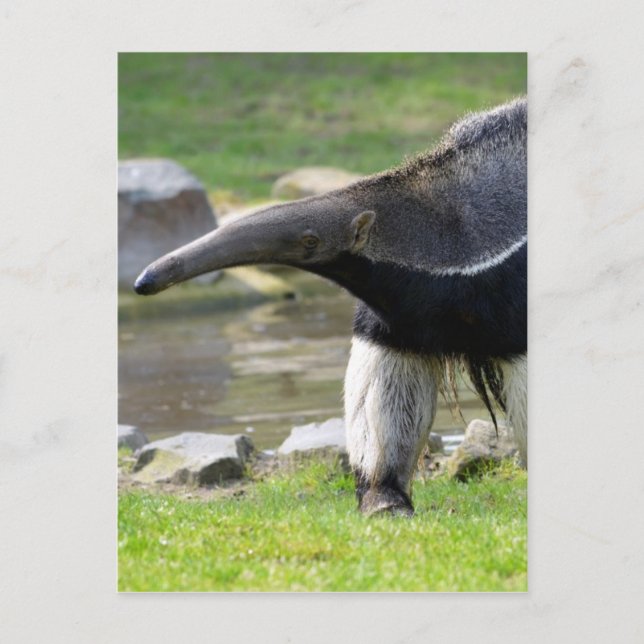 Riese Anteater auf Gras Postkarte (Vorderseite)